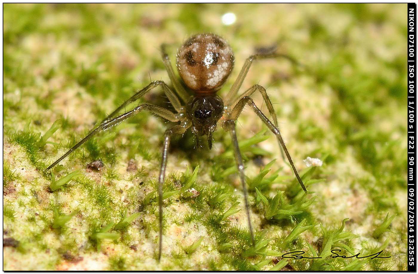 Linyphiidae - Ittiri (SS)